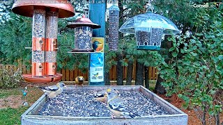 Female and Male Evening Grosbeaks Share Ontario Feeders – Oct. 29, 2021