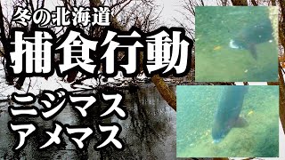 【 水中動画 】遂にとらえた！謎の捕食行動！【 ニジマス 】【 アメマス 】【北海道】【 湿原河川 】【 釣り方の参考 】