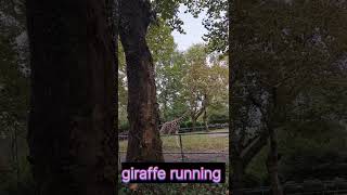 Giraffe Running 🦒#shanghai #zoologicalpark #china #trending #viralvideo #youtubeshorts #nature