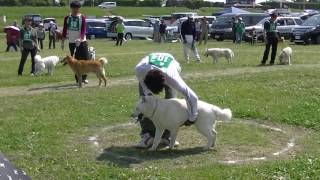 北海道犬保存会　本部展覧会　成犬牡組　　特良１席　喜浦