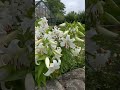 beautiful white lillies hermosos lirios blancos origen hemisferio norte areas templadas