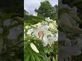 beautiful white lillies hermosos lirios blancos origen hemisferio norte areas templadas