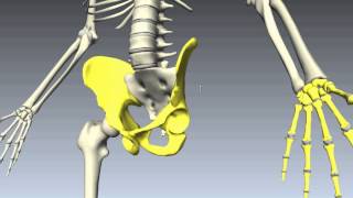 Marchand Biology - Bone ID - Wrist, Hand, \u0026 Pelvis