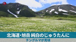 北海道・旭岳、純白のじゅうたんに   チングルマが見頃