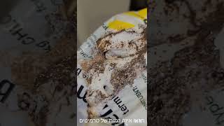 טרמיטים!! טיפול טרמיטים בעזרת נמסיס שימו לב שניתן לראות פעילות של כל הקן על הנמסיס #הדברה #טרמיטים