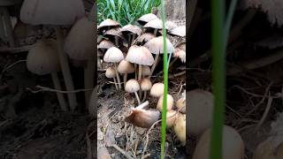 Mushrooms🍄 short #viral [SAV122] #shorts