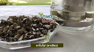 เกษตรพึ่งตน ชุดชานะคอน : ชาใบไผ่ (ชาเขียว)