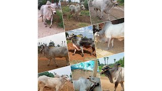 Rk💛bull🦁 vetapalem ✌️ 17 bulls walking video 💕