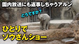 ゾウさんショーを披露する仔象アルン　園内放送にも返事できちゃう　遅刻して逆ギレも＾＾；（上野動物園　2021/11/18）