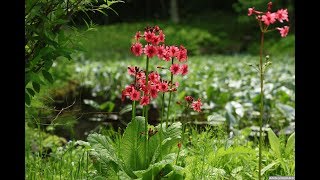 JG 栃木 春の日光植物園 Tochigi,Nikko Botanical Garden