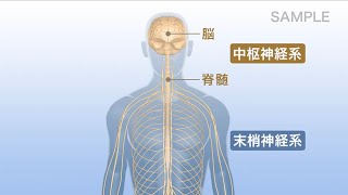 生体のしくみ 第3版　VOL.3 神経系のしくみ１