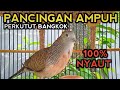 PERKUTUT BANGKOK GACOR SUARA AMPUH JUARA UNTUK PANCINGAN.!