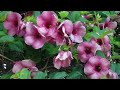 How To Care allamanda plant ,For 70 above Blooms in pot || ep 67