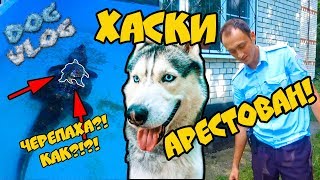 DOGVLOG: ХАСКИ АРЕСТОВАН за НЕЗАКОННОЕ проникновение В ЗООПАРК. Говорящая собака