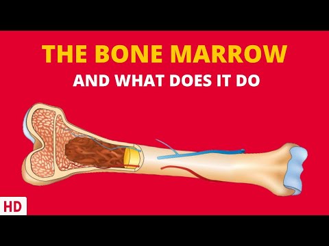 What are the two types of bone marrow and their functions?