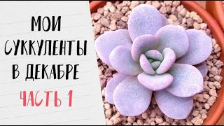 Изменения в декабре: продолжаю размножать и переставлять свои суккуленты (часть 1)