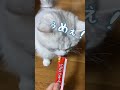 【比較】ちゅーるの食べ方比べ！同じ猫でもこんなに差がww