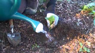 How to Successfully Transplant Bare-Root Native Plants