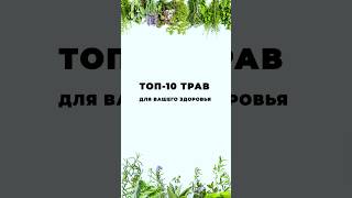 🌿✨ Топ-10 трав и их польза для здоровья! ✨🌿