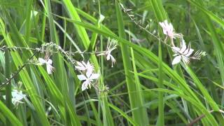 White Gaura, ハクチョウソウ