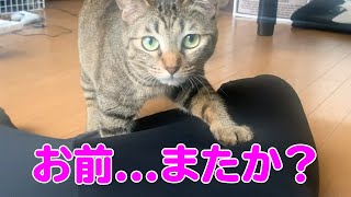 【アラサー独身男とキジトラ猫】猫カフェでの浮気がバレてしまいました...