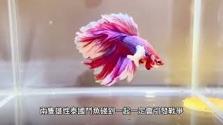 泰國鬥魚價格是多少，泰國鬥魚價格