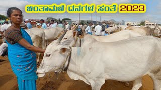 Chintamani cattle market 2023 #sundaybazar