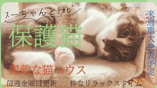 【保護猫　子猫　福岡】　子猫のﾘﾗｯｸｽﾀｲﾑご紹介