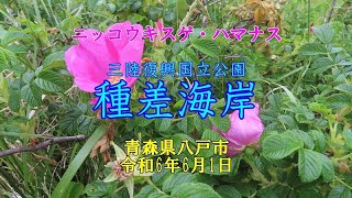 三陸復興国立公園　種差海岸　葦毛崎展望台　ニッコウキスゲやハマナスが咲いていました【青森県八戸市】2024.06.01