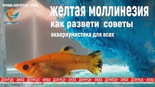 желтая моллинезия, содержание, размножение, acuaristica, akvarier, Aquaristik