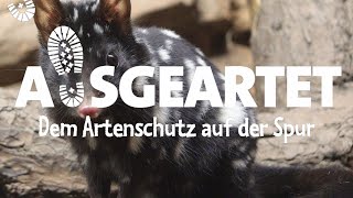 AUSGEARTET - Folge 3: Mit Dana Eisenreich auf den Spuren der Tüpfelbeutelmarder