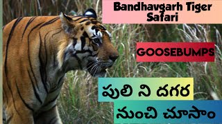 Tiger Safari in Bandhavgarh| పులి ని చాల దగ్గర నుంచి చూసాం| Tiger Sighting in Bandhavgarh-Goosebumps