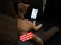 KUCING JUGA DOYAN NONTON YOUTUBE 🤣 #shorts #cat