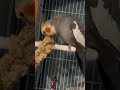 粟穂うますぎ太郎 オカメインコ cockatiel birds