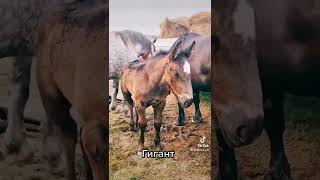 Құлын #horse #asmr #жануарлар