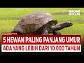 5 Hewan Paling Panjang Umur, Ada yang Lebih dari 10.000 Tahun