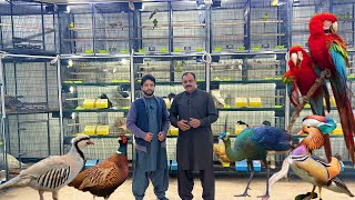 Multan Sunday Birds Market Rasheedabad 24 February 2025 | pakistan bird market video