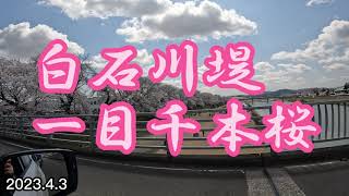 桜🌸 白石川堤「一目千本桜」～船岡城址公園 2023.4.3（月）gopro ver.