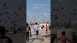 Delhi Ki Kabutar Bazi, 2365 Kabutar, Ustad Abba Shariq #pigeonpigeon #pigeon #kabbotar #kabutar