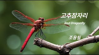 고추잠자리  [Red Dragonfly]