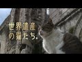 『世界遺産の猫たち』 予告編