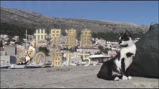 『世界遺産の猫たち』 予告編