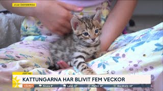 Nymo-katterna växer: ”Nu står de här och glufsar” - Nyhetsmorgon (TV4)