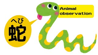 Observation of snakes | 【閲覧注意】ヘビが庭でニョロニョロする非日常も日々続けば日常