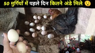 50 सोनाली मुर्गी पहले दिन कितना अंडा दिया 🥚😯 sonali murgi farm #sonalimurgipalan #murgifarm