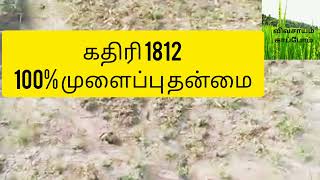 கதிரி1812 முளைப்பு தன்மை எப்டி இருக்கு