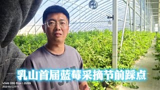 13~14日乳山城区街道举办首届蓝莓采摘节，提前为银滩业主踩个点