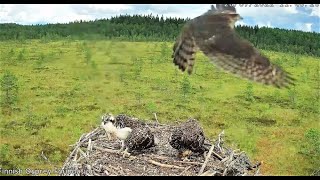 Janakkala osprey Finnish Osprey nest, Eurasian Sparrowhawk flyby with slow motion 2022 07 28 05 50