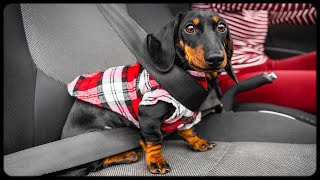 Dachshund in the car. Playing, running  and chewing toy