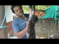 മുയൽ മാംസം മുറിക്കൽ muyal kari meatcuttingskills whitemeat .